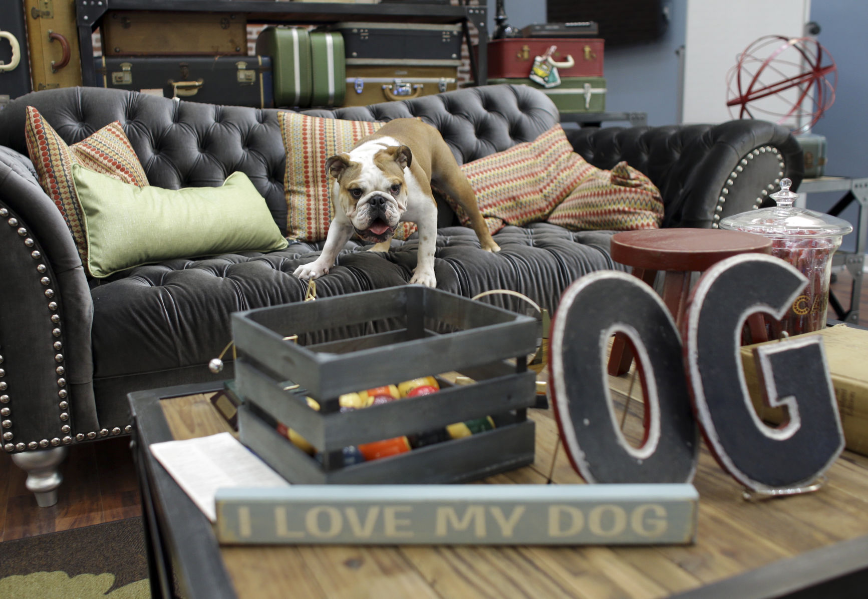 SmallBiz-Small Talk-Pets at Work